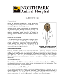 Giardia in Dogs