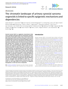 The Chromatin Landscape of Primary Synovial Sarcoma Organoids Is Linked to Speciﬁc Epigenetic Mechanisms and Dependencies