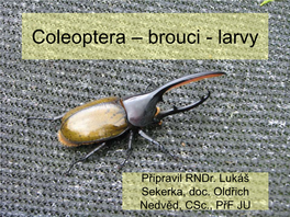 Coleoptera – Brouci - Larvy