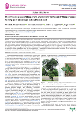 The Invasive Plant Pittosporum Undulatum Ventenat (Pittosporaceae) Hosting Pest-Stink Bugs in Southern Brazil