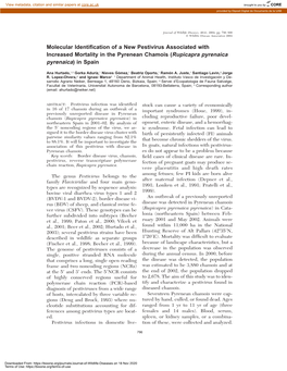 Molecular Identification of a New Pestivirus Associated With