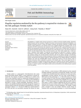 Flagellar Regulation Mediated by the Rcs Pathway Is Required for Virulence in the ﬁsh Pathogen Yersinia Ruckeri T