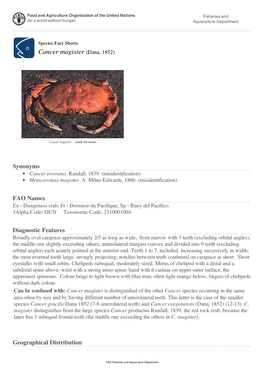 Cancer Magister (Dana, 1852)