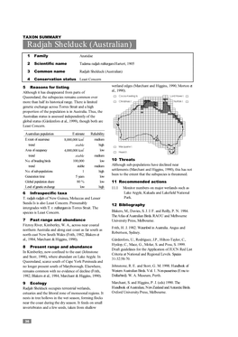 Radjah Shelduck (Australian)