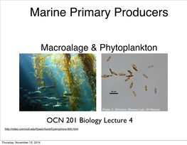 Marine Primary Producers