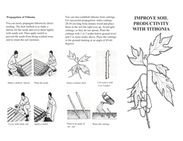 Improve Soil Productivity with Tithonia