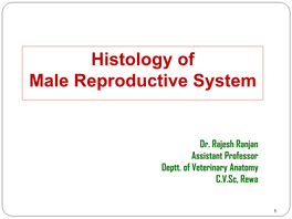 Histology of Male Reproductive System