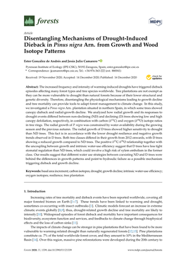 Disentangling Mechanisms of Drought-Induced Dieback in Pinus Nigra Arn
