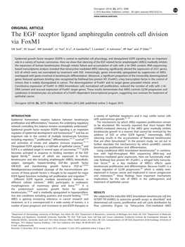 The EGF Receptor Ligand Amphiregulin Controls Cell Division Via Foxm1