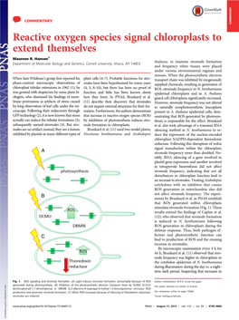 Reactive Oxygen Species Signal Chloroplasts to Extend Themselves Maureen R