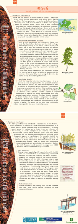 Betula Pubescens Ehrh. & Betula Pendula Roth) (Betula Pubescens Ehrh. & Betula Pendula Roth