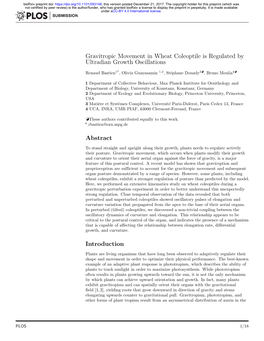 Gravitropic Movement in Wheat Coleoptile Is Regulated by Ultradian Growth Oscillations