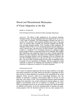 Neural and Photochemical Mechanisms of Visual Adaptation in the Rat