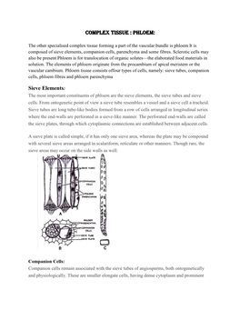 Complex Tissue : Phloem: Sieve Elements