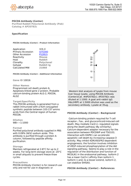 PDCD6 Antibody (Center) Purified Rabbit Polyclonal Antibody (Pab) Catalog # Ap20782c