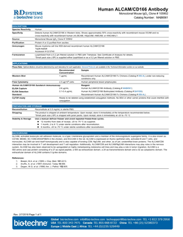 Human ALCAM/CD166 Antibody