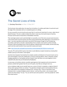 The Secret Lives of Ants