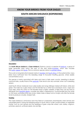 South African Shelduck (Kopereend)