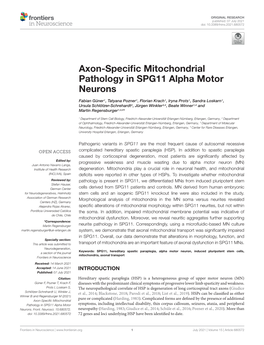 Axon-Specific Mitochondrial Pathology in SPG11 Alpha Motor