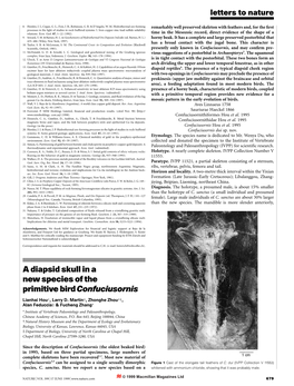 A Diapsid Skull in a New Species of the Primitive Bird Confuciusornis