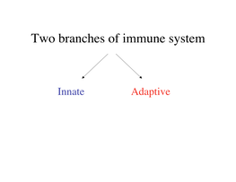 Two Branches of Immune System