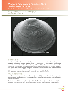 Pisidium Hibernicum Westerlund, 1894 Nombre Común: No Existe Tipo: Mollusca / Clase: Bivalvia / Orden: Veneroida / Familia: Sphaeriidae