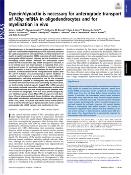 Dynein/Dynactin Is Necessary for Anterograde Transport of Mbp