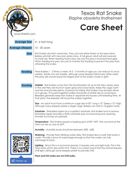 Texas Rat Snake Elaphe Obsoleta Lindheimeri Care Sheet