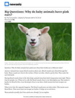 Why Do Baby Animals Have Pink Ears? by the Conversation, Adapted by Newsela Staff on 03.24.20 Word Count 706 Level 640L