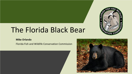 The Florida Black Bear