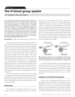 The H Blood Group System