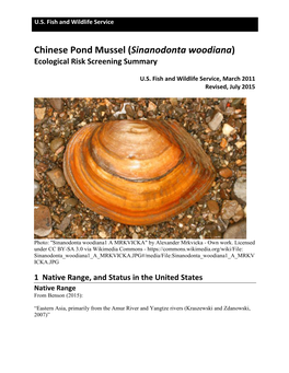 Mussel, Chinese Pond (Sinanodonta Woodiana)