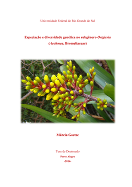 Aechmea, Bromeliaceae)