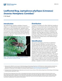Leaffooted Bug, Leptoglossus Phyllopus (Linnaeus) (Insecta: Hemiptera: Coreidae)1 F