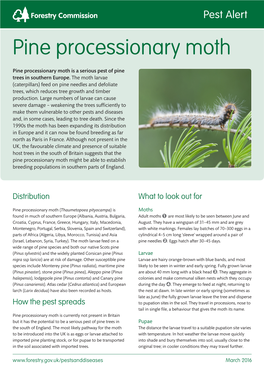 Pine Processionary Moth