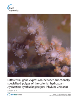 Hydractinia Symbiolongicarpus (Phylum Cnidaria) Sanders Et Al