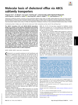 Molecular Basis of Cholesterol Efflux Via ABCG Subfamily Transporters