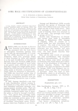 Some Male Fructifications of Glossopteridales