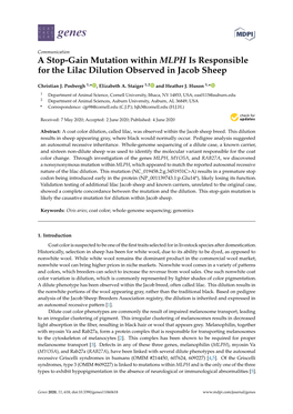 A Stop-Gain Mutation Within MLPH Is Responsible for the Lilac Dilution Observed in Jacob Sheep