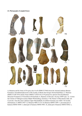 PIMUZ T5845) from the Anisian/Ladinian (Besano Formation, Grenzbitumenhorizont) of the Locality of Monte San Giorgio (Switzerland/Italy)