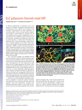 Kv2 Potassium Channels Meet VAP COMMENTARY