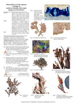 Sponge-Covered Red Algae