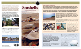 Seashellweb.Pdf