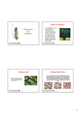 What Is Elodea? Elodea Cell Elodea Cell Parts