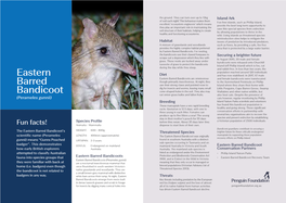 Eastern Barred Bandicoots