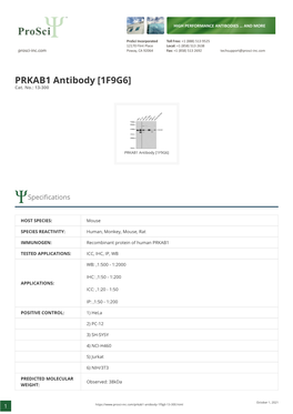 PRKAB1 Antibody [1F9G6] Cat