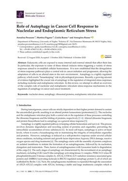 Role of Autophagy in Cancer Cell Response to Nucleolar and Endoplasmic Reticulum Stress