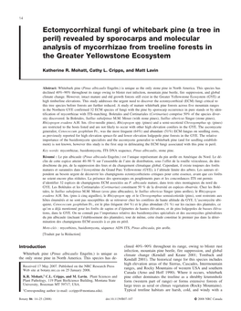 Ectomycorrhizal Fungi of Whitebark Pine