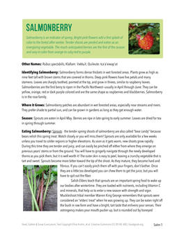 Salmonberry: Salmonberry Forms Dense Thickets in Wet Forested Areas