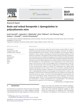 Brain and Retinal Ferroportin 1 Dysregulation in Polycythaemia Mice